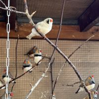 3 couples de diamant mandarin #0