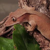 Geckos ciliatus correlophus femelle adulte
