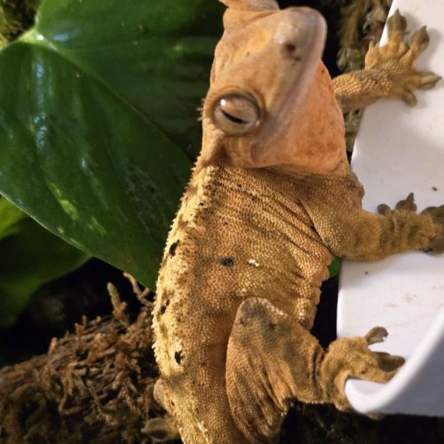 Geckos correlophus ciliatus femelle dalmatien oran #0