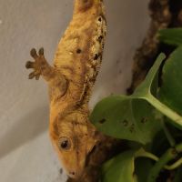 Geckos correlophus ciliatus femelle dalmatien oran #1