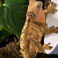 Geckos correlophus ciliatus femelle dalmatien oran