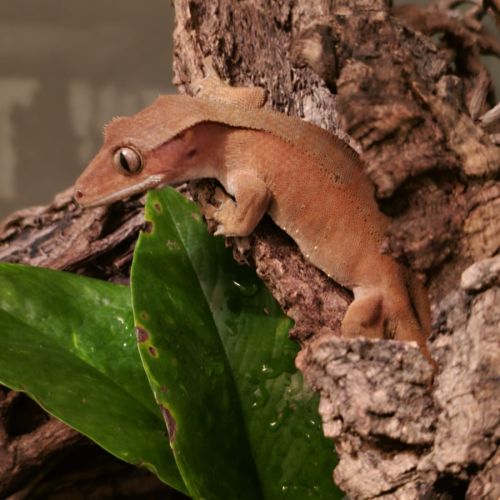 Geckos ciliatus correlophus femelle patternless or #1