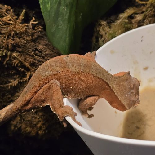 Geckos ciliatus correlophus femelle patternless or #0