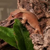 Geckos ciliatus correlophus femelle patternless or #1