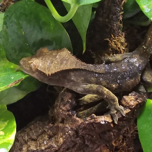 Gecko ciliatus correlophus black. marroon #1