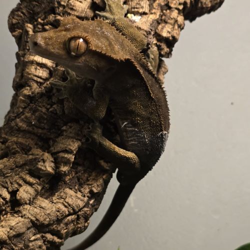 Gecko ciliatus correlophus black. marroon #2