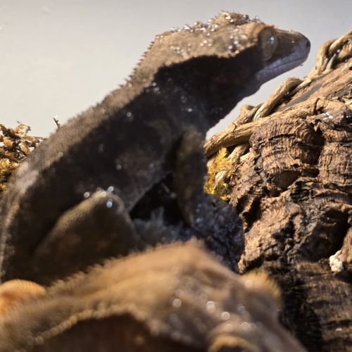 Gecko ciliatus correlophus black. marroon #3