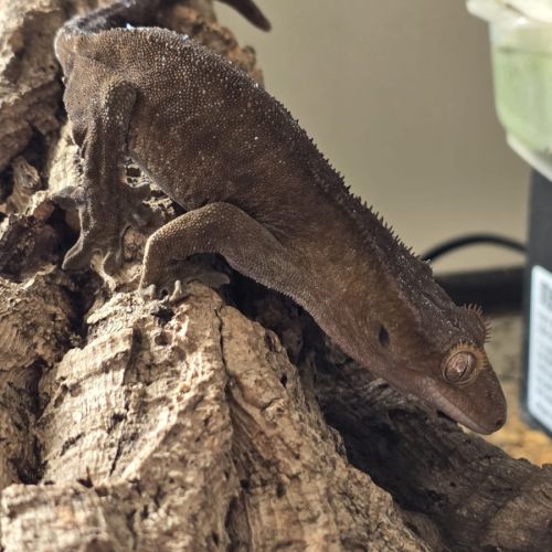 Gecko ciliatus correlophus black. marroon #0