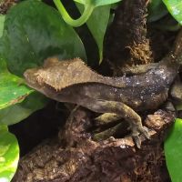 Gecko ciliatus correlophus black. marroon #1