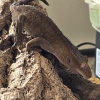 Gecko ciliatus correlophus black. marroon