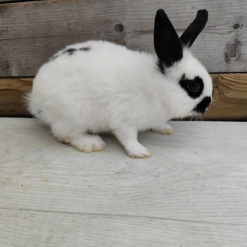 Lapin nain et géant papillon #1