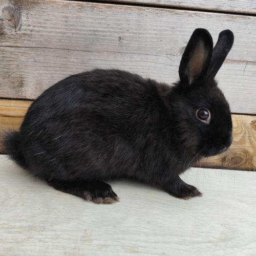 Lapin nain et géant papillon #3