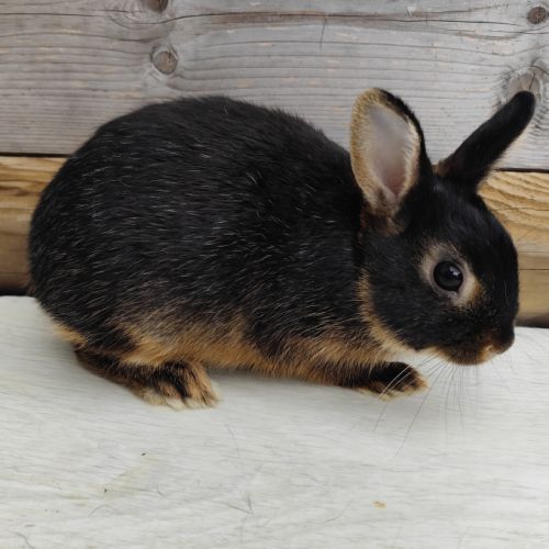 Lapin nain et géant papillon #4