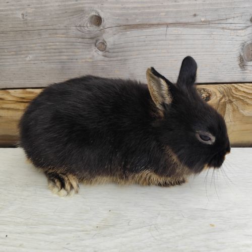 Lapin nain et géant papillon #5