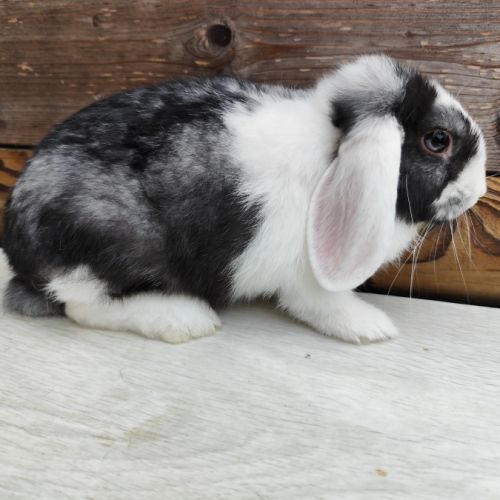 Lapin nain et géant papillon #8