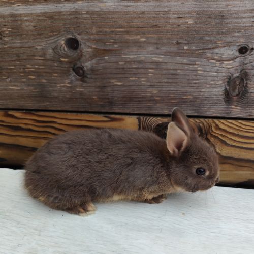 Lapin nain et géant papillon #11