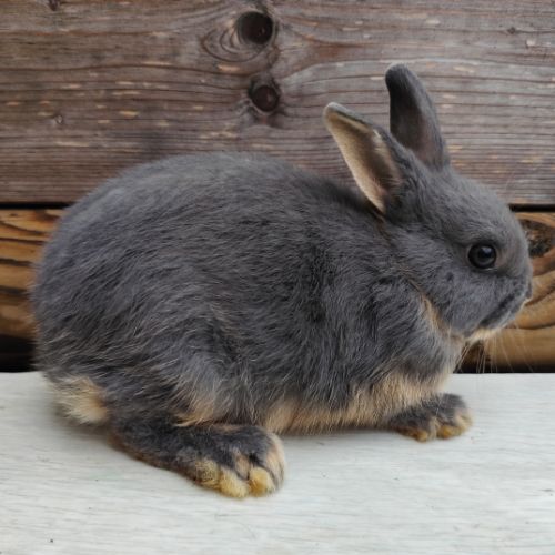 Lapin nain et géant papillon #12