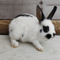Lapin nain et géant papillon #2