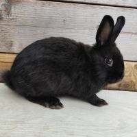 Lapin nain et géant papillon #3