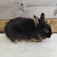 Lapin nain et géant papillon #5