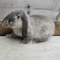 Lapin nain et géant papillon #6