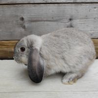 Lapin nain et géant papillon #7