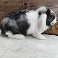 Lapin nain et géant papillon #8