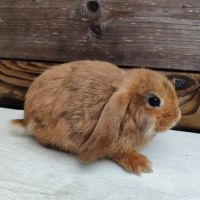 Lapin nain et géant papillon
