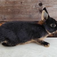 Lapin nain et géant papillon #10