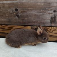 Lapin nain et géant papillon #11