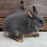 Lapin nain et géant papillon #12