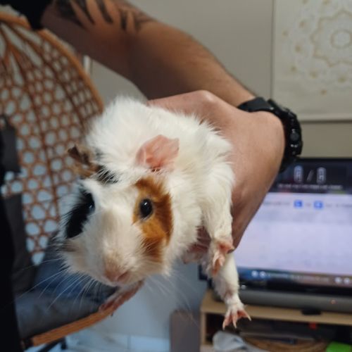 Donne lapin male et cochon d'inde mâle #1