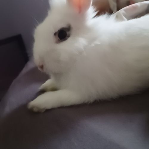 Donne lapin male et cochon d'inde mâle #4