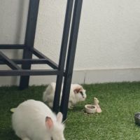 Donne lapin male et cochon d'inde mâle #2
