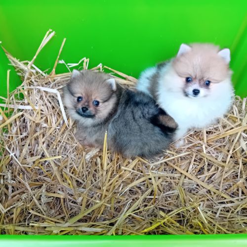 Magnifique chiot spitz orange ou bicolore #0