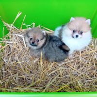 Magnifique chiot spitz orange ou bicolore