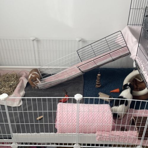 Cochons d’inde + matériel complet