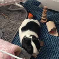 Cochons d’inde + matériel complet #1