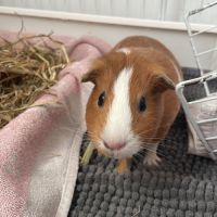 Cochons d’inde + matériel complet #2