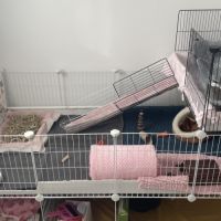 Cochons d’inde + matériel complet #3