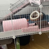 Cochons d’inde + matériel complet #4