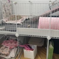 Cochons d’inde + matériel complet #5