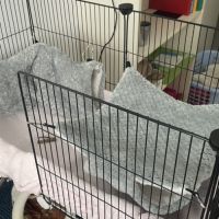 Cochons d’inde + matériel complet #6