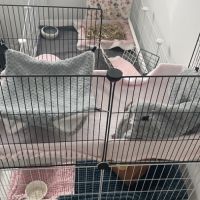 Cochons d’inde + matériel complet #8