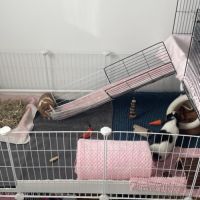 Cochons d’inde + matériel complet #0