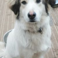 Chiot croisé husky #0