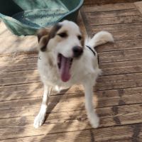 Chiot croisé husky #2