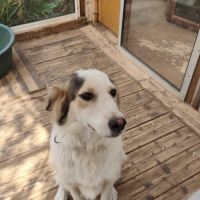 Chiot croisé husky #3