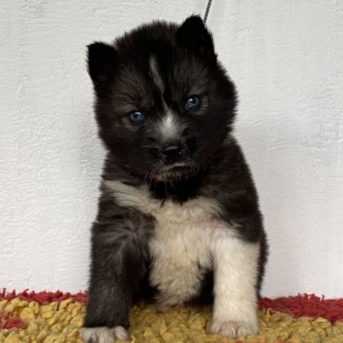 Chiots husky a réserver #2