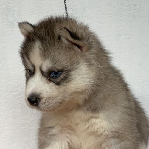 Chiots husky a réserver #3